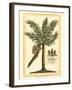 British Colonial Palm II-null-Framed Art Print