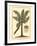 British Colonial Palm II-null-Framed Art Print