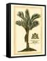 British Colonial Palm IV-null-Framed Stretched Canvas