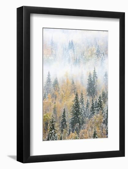 British Columbia, Canada. Early morning fog in a mixed tree forest, Wells Gray Provincial Park.-Judith Zimmerman-Framed Photographic Print