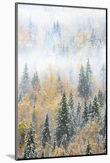 British Columbia, Canada. Early morning fog in a mixed tree forest, Wells Gray Provincial Park.-Judith Zimmerman-Mounted Photographic Print