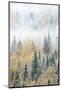 British Columbia, Canada. Early morning fog in a mixed tree forest, Wells Gray Provincial Park.-Judith Zimmerman-Mounted Photographic Print