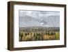 British Columbia, Canada. Mixed tree forest with light dusting of snow, Wells Gray Provincial Park.-Judith Zimmerman-Framed Photographic Print