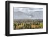 British Columbia, Canada. Mixed tree forest with light dusting of snow, Wells Gray Provincial Park.-Judith Zimmerman-Framed Photographic Print