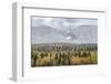 British Columbia, Canada. Mixed tree forest with light dusting of snow, Wells Gray Provincial Park.-Judith Zimmerman-Framed Photographic Print