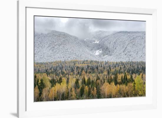 British Columbia, Canada. Mixed tree forest with light dusting of snow, Wells Gray Provincial Park.-Judith Zimmerman-Framed Photographic Print