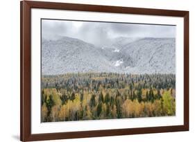 British Columbia, Canada. Mixed tree forest with light dusting of snow, Wells Gray Provincial Park.-Judith Zimmerman-Framed Photographic Print