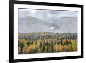 British Columbia, Canada. Mixed tree forest with light dusting of snow, Wells Gray Provincial Park.-Judith Zimmerman-Framed Photographic Print