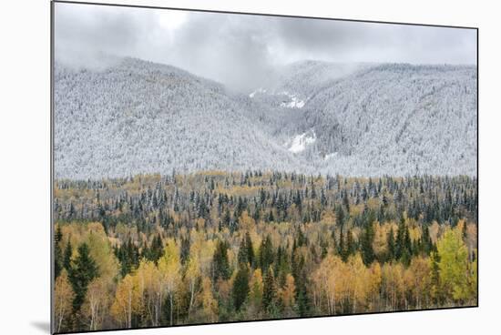 British Columbia, Canada. Mixed tree forest with light dusting of snow, Wells Gray Provincial Park.-Judith Zimmerman-Mounted Photographic Print