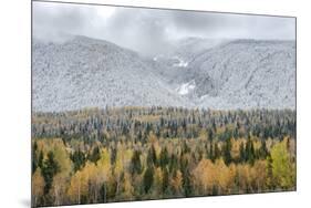 British Columbia, Canada. Mixed tree forest with light dusting of snow, Wells Gray Provincial Park.-Judith Zimmerman-Mounted Photographic Print