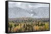 British Columbia, Canada. Mixed tree forest with light dusting of snow, Wells Gray Provincial Park.-Judith Zimmerman-Framed Stretched Canvas