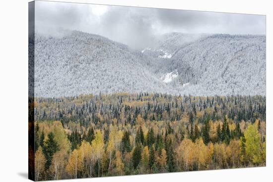 British Columbia, Canada. Mixed tree forest with light dusting of snow, Wells Gray Provincial Park.-Judith Zimmerman-Stretched Canvas