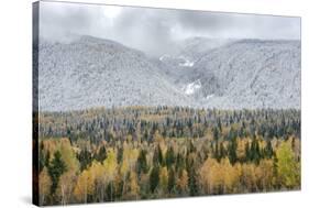 British Columbia, Canada. Mixed tree forest with light dusting of snow, Wells Gray Provincial Park.-Judith Zimmerman-Stretched Canvas