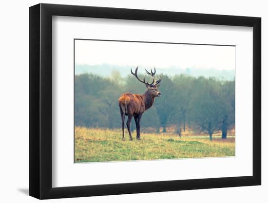 British Deer Stag in the Park-Romas Vysniauskas-Framed Photographic Print