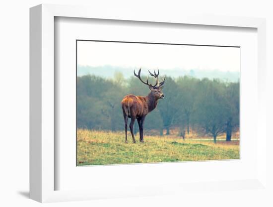 British Deer Stag in the Park-Romas Vysniauskas-Framed Photographic Print