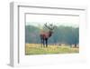 British Deer Stag in the Park-Romas Vysniauskas-Framed Photographic Print