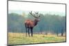 British Deer Stag in the Park-Romas Vysniauskas-Mounted Photographic Print