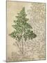 British Ferns I-John Butler-Mounted Art Print