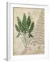 British Ferns II-John Butler-Framed Art Print