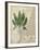 British Ferns II-John Butler-Framed Art Print