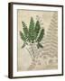 British Ferns II-John Butler-Framed Art Print