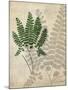 British Ferns II-John Butler-Mounted Art Print