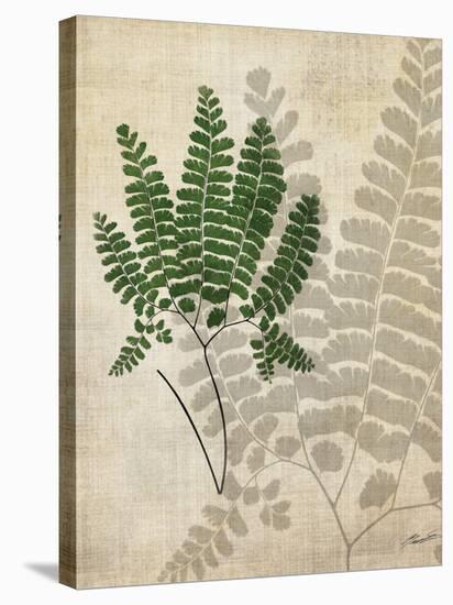 British Ferns II-John Butler-Stretched Canvas