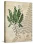 British Ferns II-John Butler-Stretched Canvas