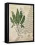 British Ferns II-John Butler-Framed Stretched Canvas