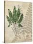 British Ferns II-John Butler-Stretched Canvas