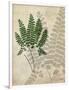 British Ferns II-John Butler-Framed Art Print