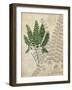 British Ferns II-John Butler-Framed Art Print