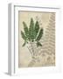 British Ferns II-John Butler-Framed Art Print