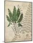 British Ferns II-John Butler-Mounted Art Print