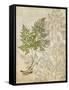 British Ferns IV-John Butler-Framed Stretched Canvas