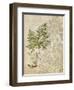 British Ferns IV-John Butler-Framed Art Print