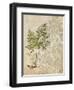 British Ferns IV-John Butler-Framed Art Print