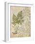 British Ferns IV-John Butler-Framed Art Print