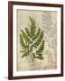 British Ferns VI-John Butler-Framed Art Print