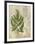 British Ferns VI-John Butler-Framed Art Print