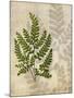 British Ferns VI-John Butler-Mounted Art Print