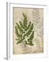 British Ferns VI-John Butler-Framed Art Print