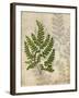 British Ferns VI-John Butler-Framed Art Print