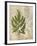 British Ferns VI-John Butler-Framed Art Print