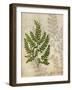 British Ferns VI-John Butler-Framed Art Print