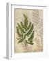 British Ferns VI-John Butler-Framed Art Print