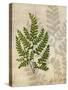 British Ferns VI-John Butler-Stretched Canvas