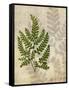 British Ferns VI-John Butler-Framed Stretched Canvas