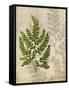 British Ferns VI-John Butler-Framed Stretched Canvas