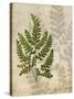 British Ferns VI-John Butler-Stretched Canvas